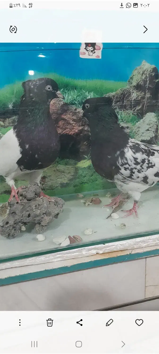 نرو ماده کله سیاه|پرنده|کیار, |دیوار