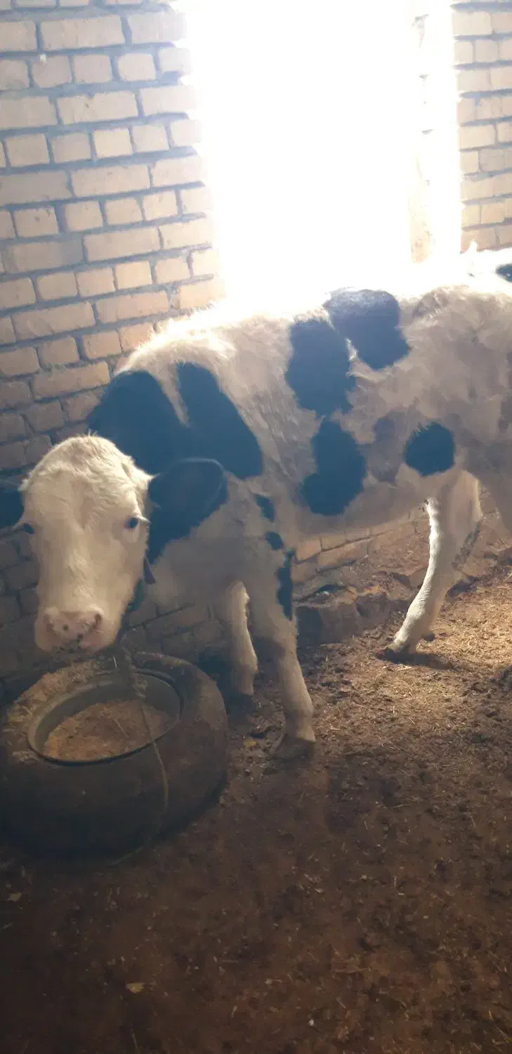 گوساله نر|حیوانات مزرعه|ماهیدشت, |دیوار