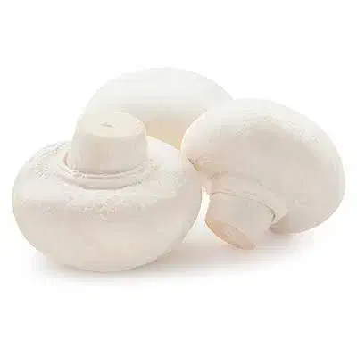 تجهیزات پرورش قارچ خوراکی|ماشینآلات صنعتی|خلخال, |دیوار