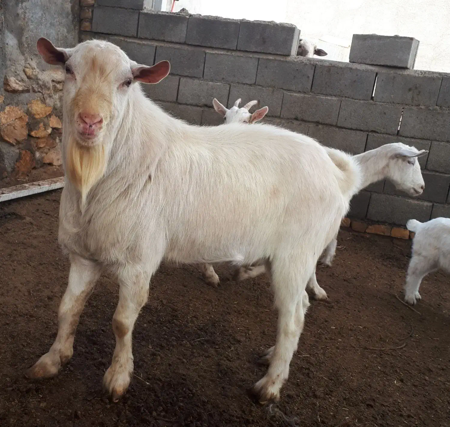 سانن|حیوانات مزرعه|رضویه, |دیوار