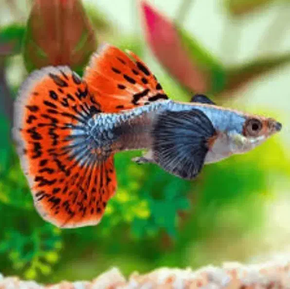 ماهی گوپی بیگ ایر و... تعداد|ماهی|اردبیل, |دیوار