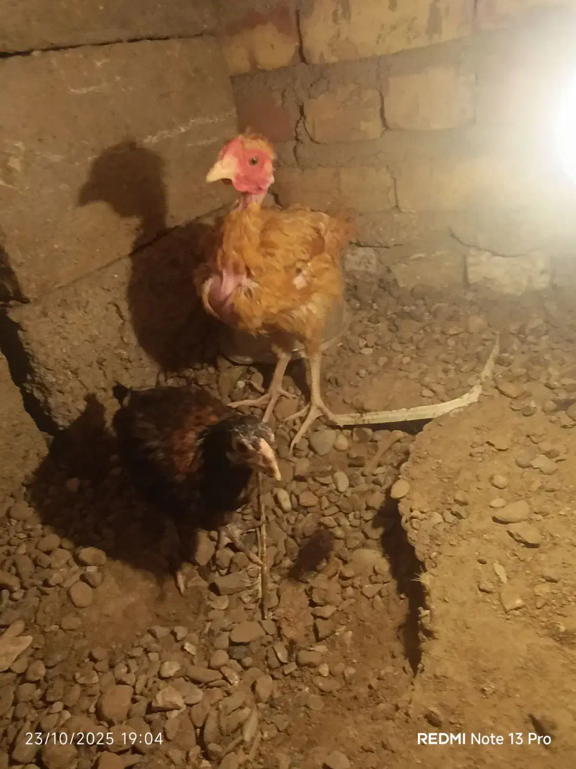 جوجه محلی  شروه ای|حیوانات مزرعه|تیمور آباد, |دیوار