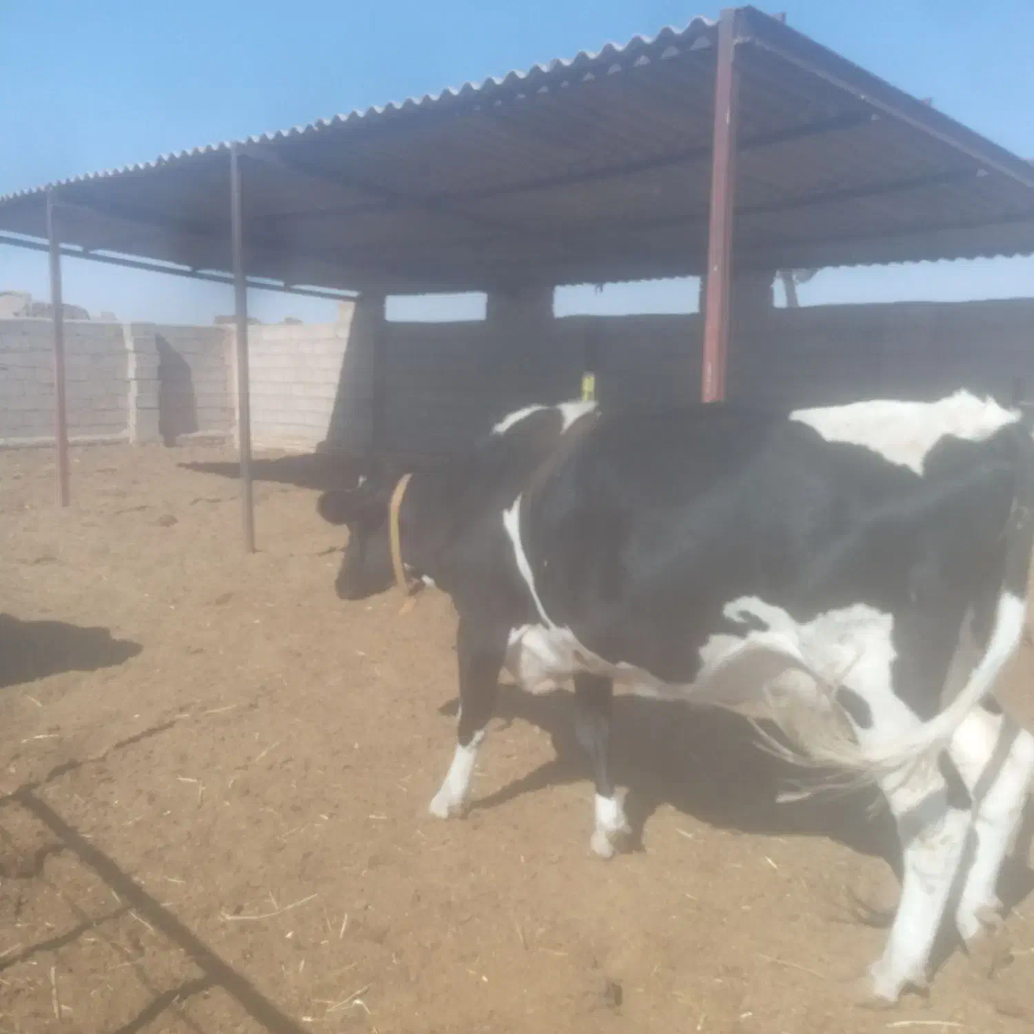 تلیسه زایمان اول بدون گوساله|حیوانات مزرعه|رشتخوار, |دیوار