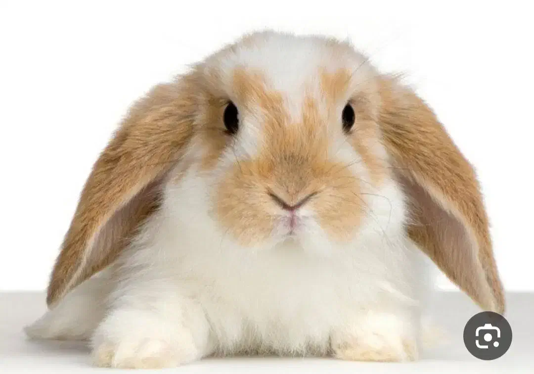 خرگوش لپی|موش و خرگوش|چالوس, |دیوار