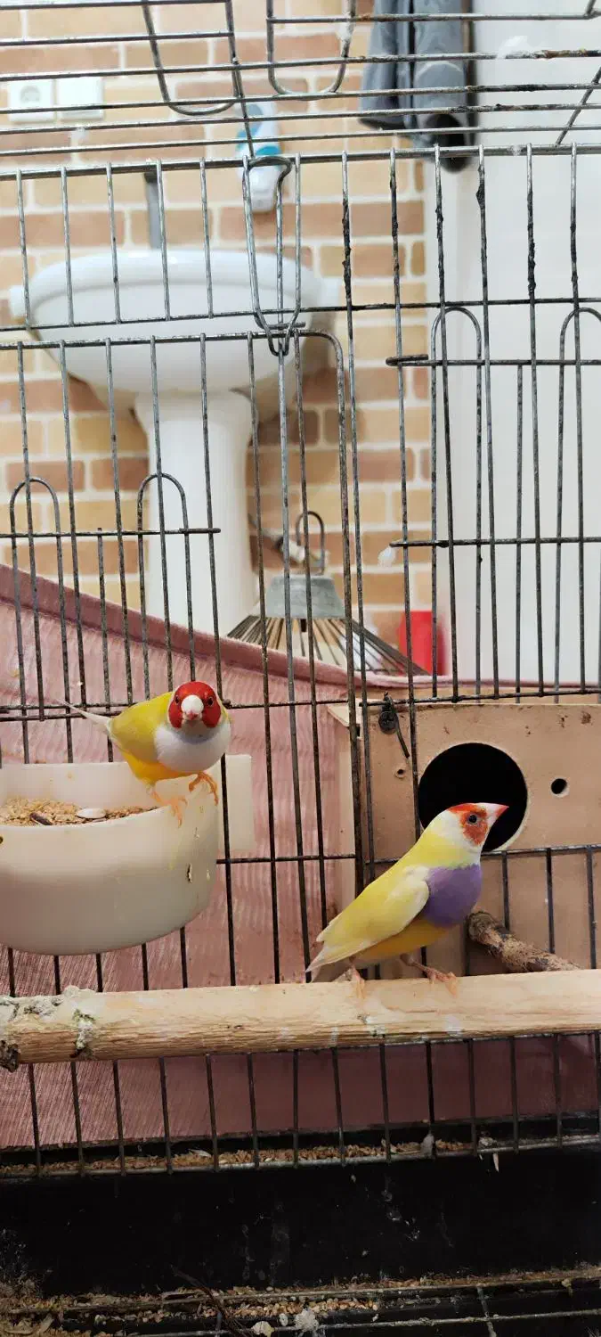 جفت فنچ گلدین|پرنده|باوی, |دیوار