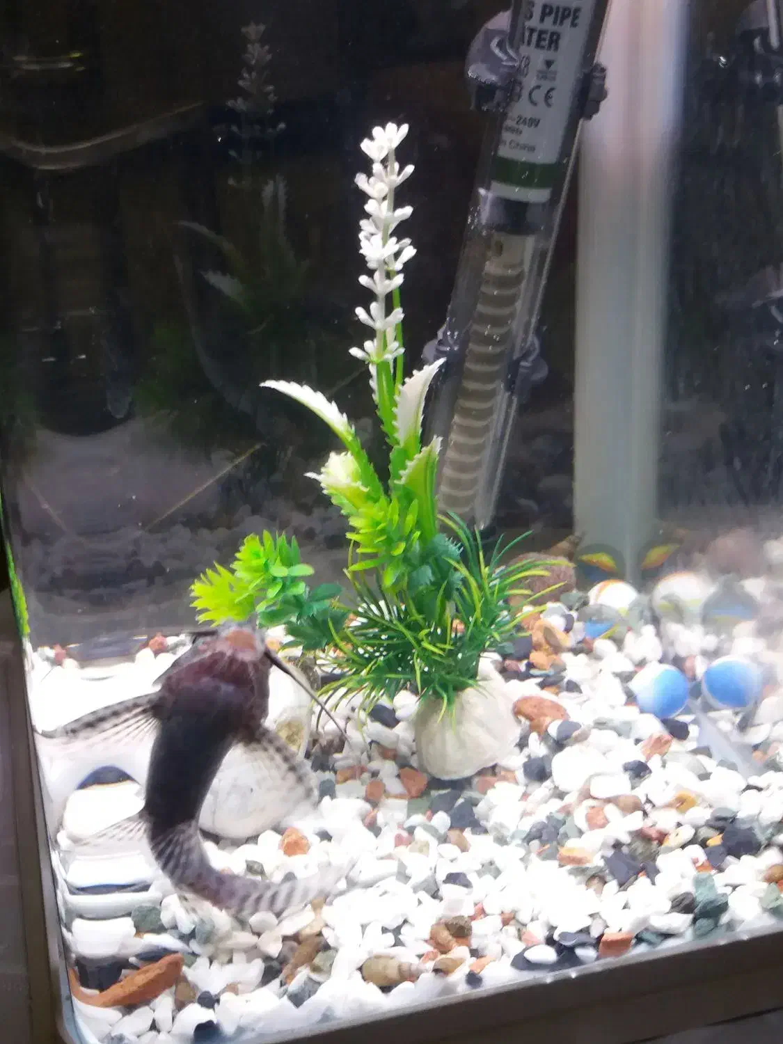 اکواریوم|ماهی|تهران, اوقاف|دیوار