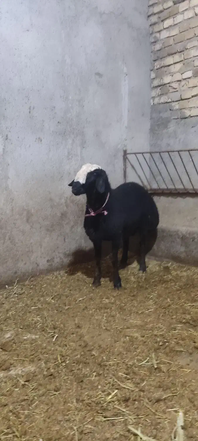 بره قوچی شالی|حیوانات مزرعه|تاکستان, |دیوار