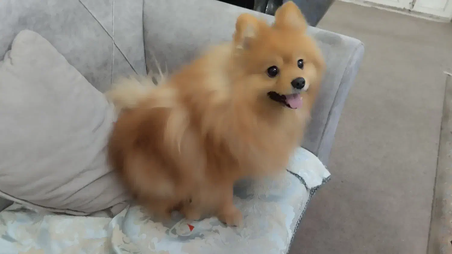 سگ گمشده  پامرانین|حیوانات|قزوین, |دیوار