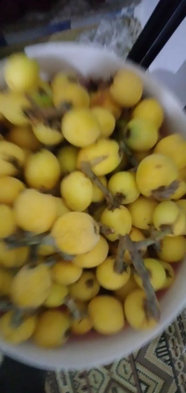 انجیر|خوردنی و آشامیدنی|گرگان, |دیوار