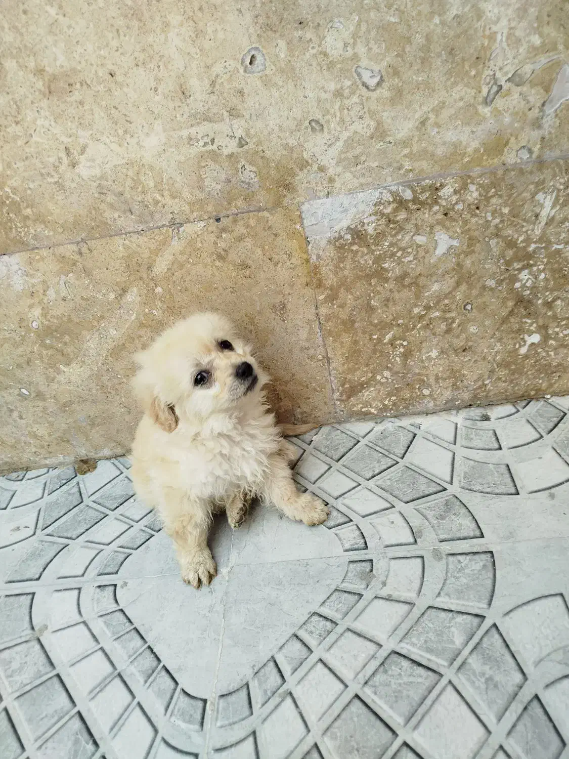 سگ خوانگی|سگ|جم, |دیوار