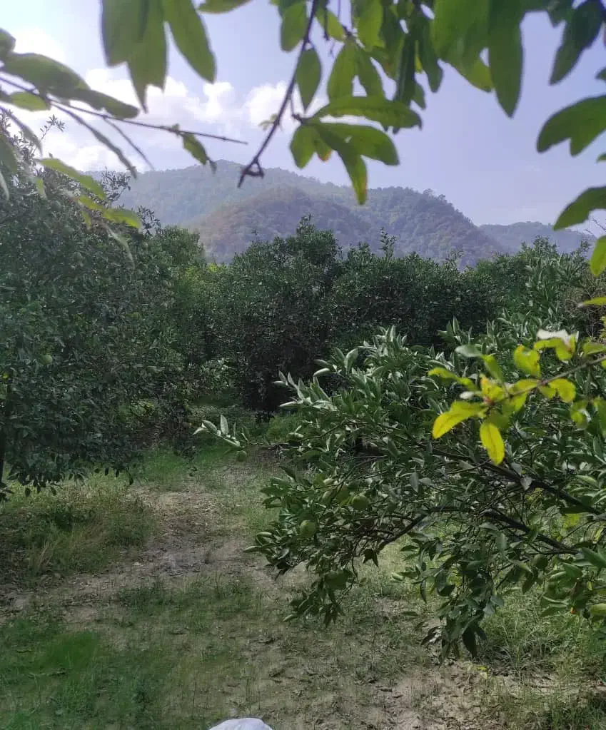 زمین باغی سنددار|فروش زمین و ملک کلنگی|نوکنده, |دیوار