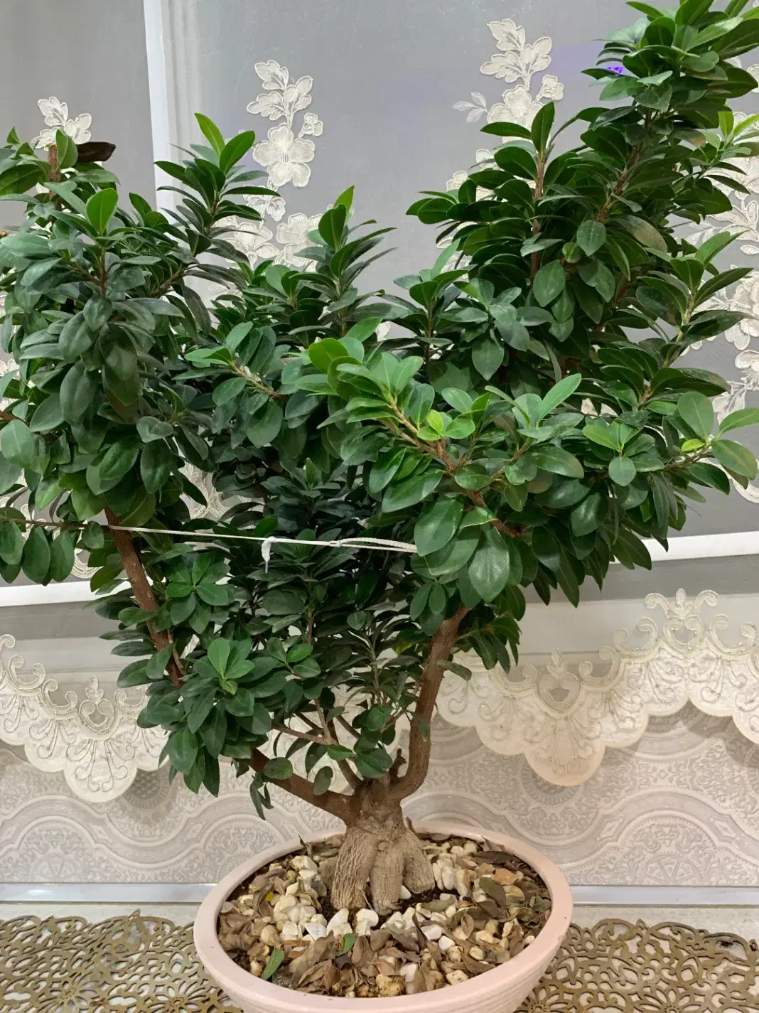 بنسای|گل و گیاه طبیعی|پاکدشت, پاکدشت (مامازند)|دیوار