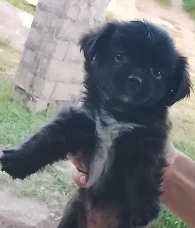 توله سگ پشمالو شیتزوپیکنیز ۲تاماده|سگ|رشت, جانبازان|دیوار