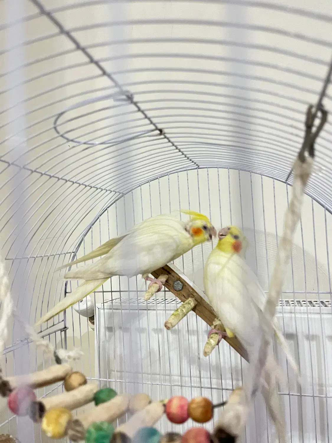 عروس هلندی لوتینو|پرنده|کرمانشاه, |دیوار