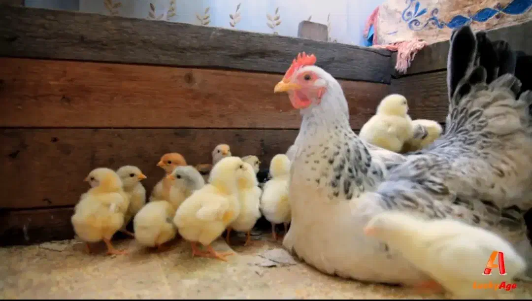 مرغ کرچ|حیوانات مزرعه|قزوین, |دیوار