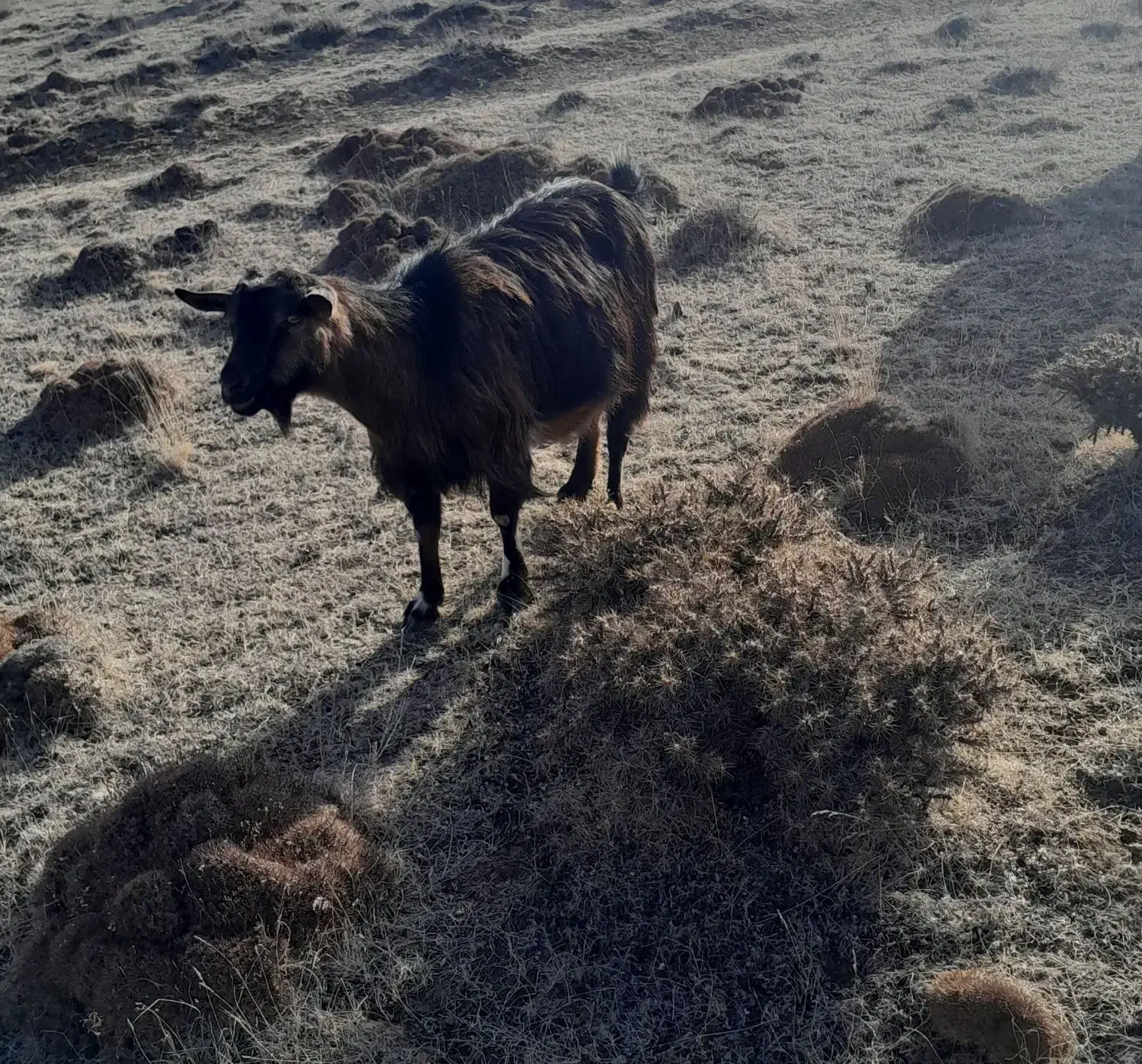 بز آبستن|حیوانات مزرعه|هیر, |دیوار