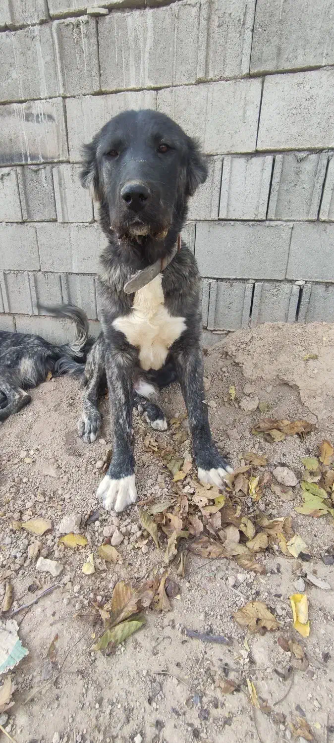 توله سگ سرابی|سگ|بهارستان, |دیوار