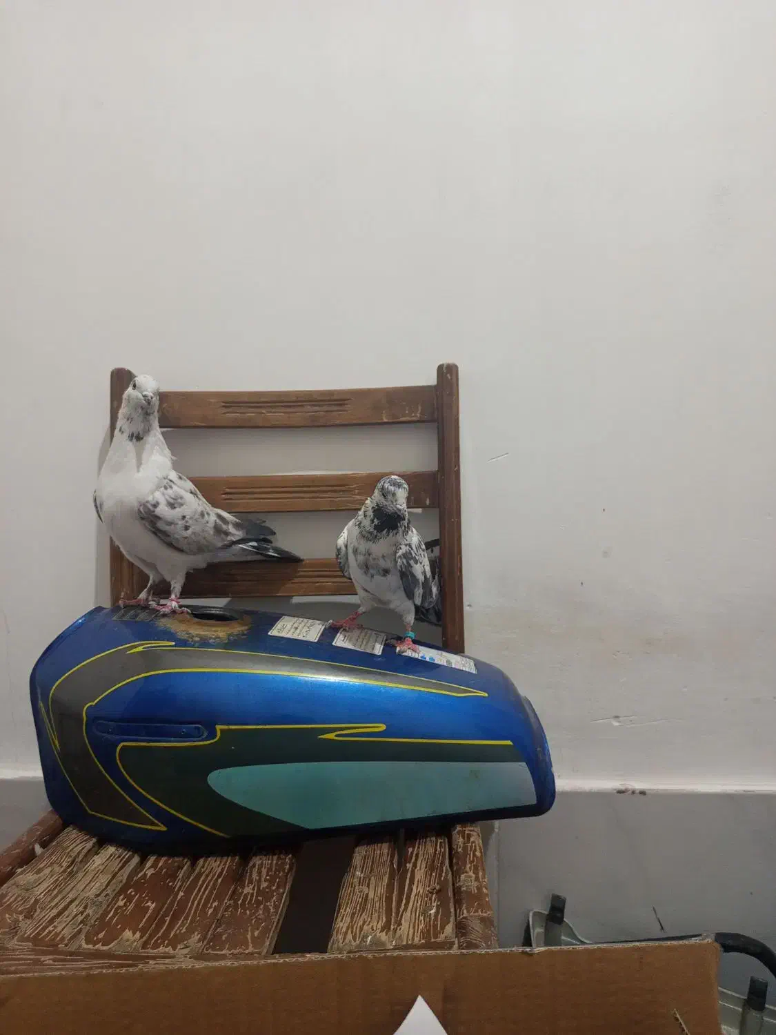 کفتر|پرنده|قم, ولیعصر|دیوار