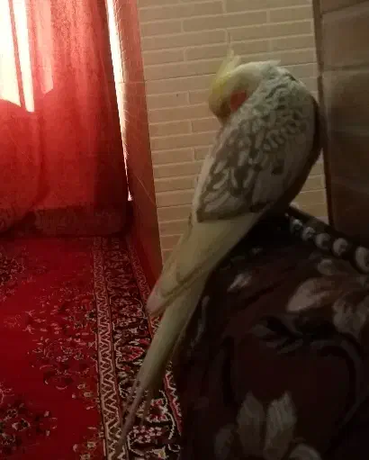 عروس هلندی گم شده|پرنده|شیراز, محراب|دیوار