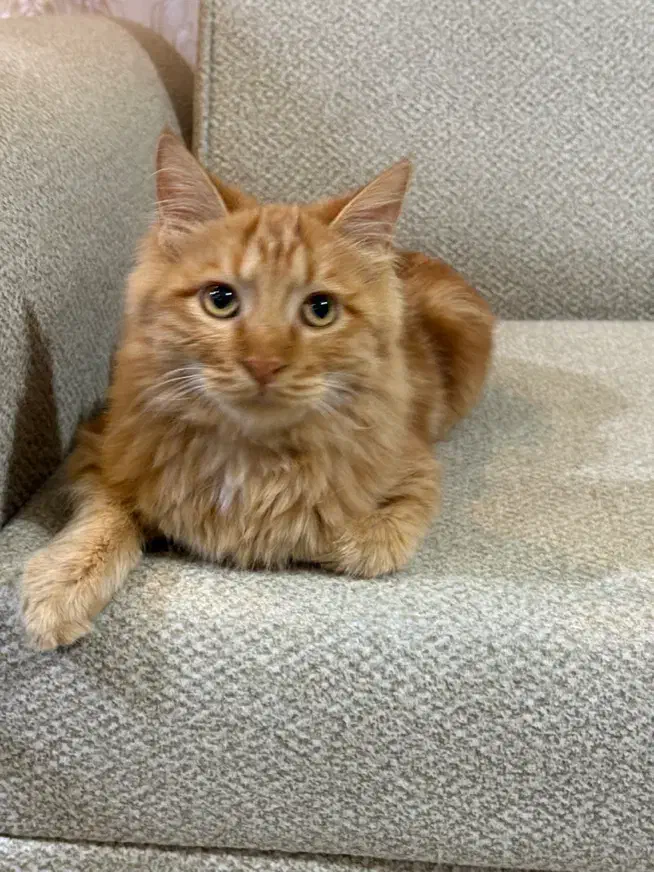 گربه نر ۵ماهه موبلند خوشگل|گربه|رباط‌کریم, رباط‌کریم|دیوار