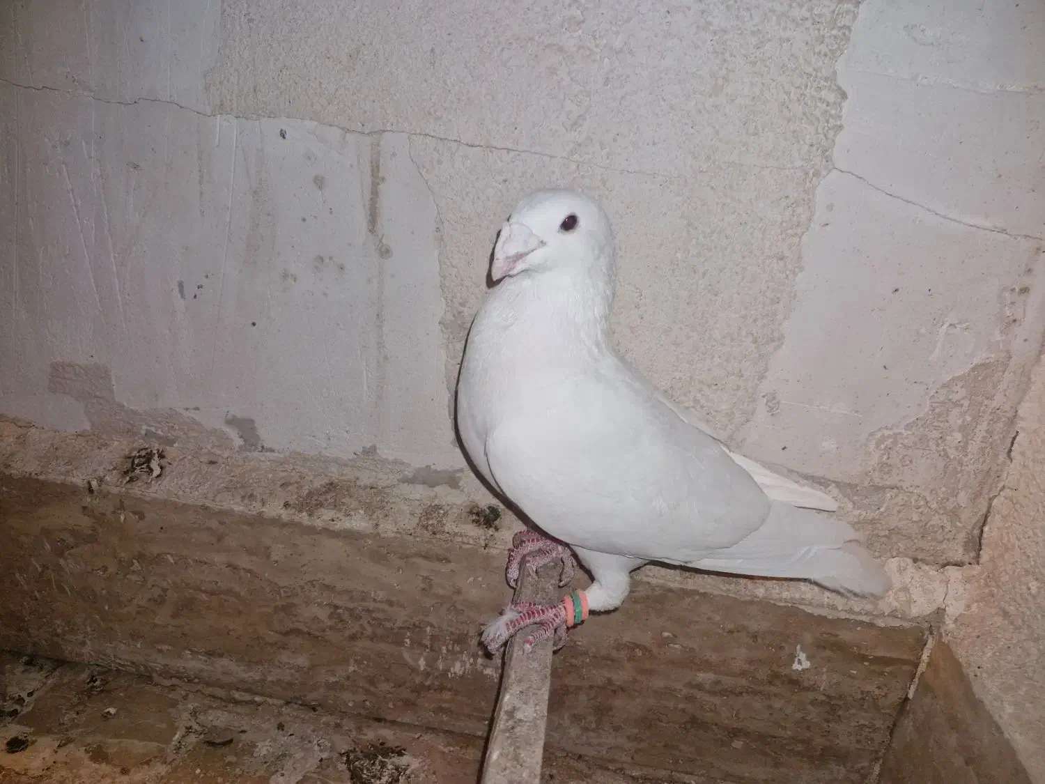 کبوتر هومر یا کله اسبی|پرنده|پرند, فاز ۴|دیوار