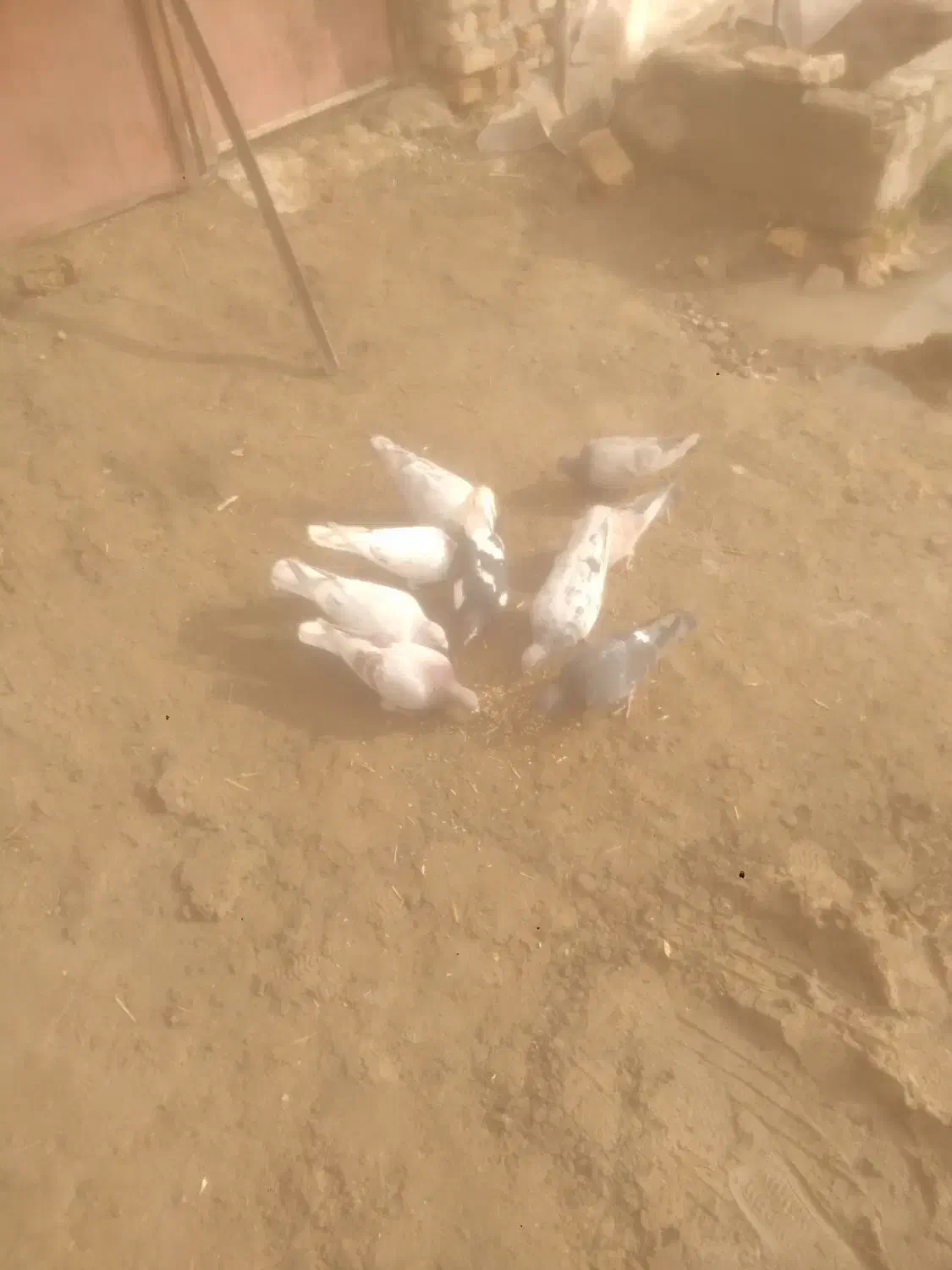 کبوتر قزوینی دونه ۲۵۰|پرنده|قیدار, |دیوار