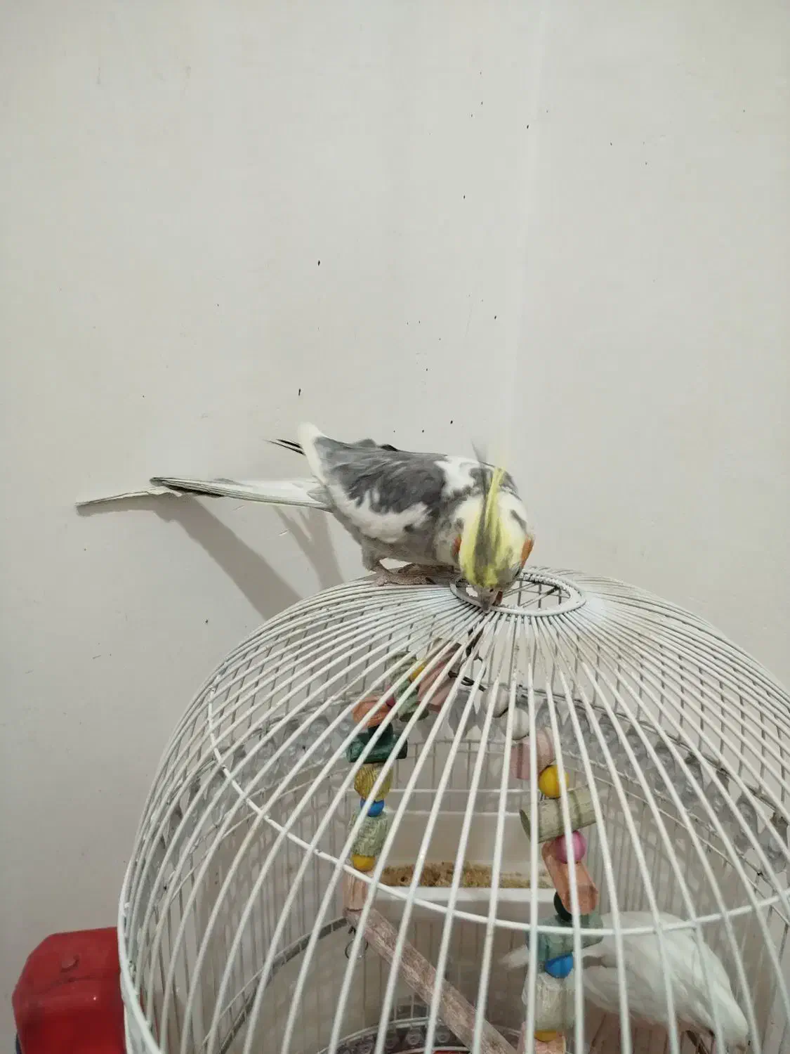 عروس هلندی سخنگو|پرنده|کرمان, |دیوار