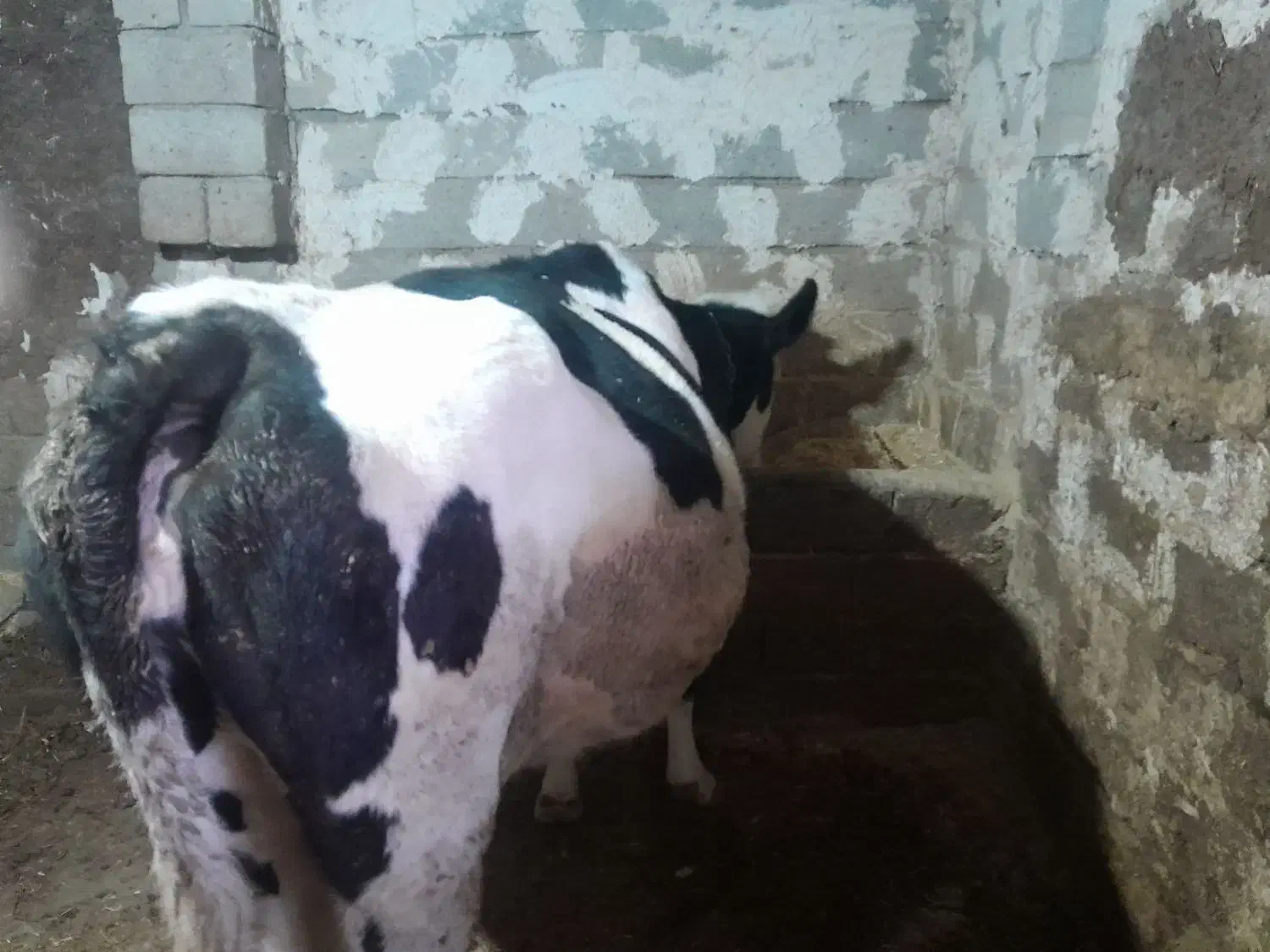 سیمینتال بوغاز|حیوانات مزرعه|اردبیل, |دیوار