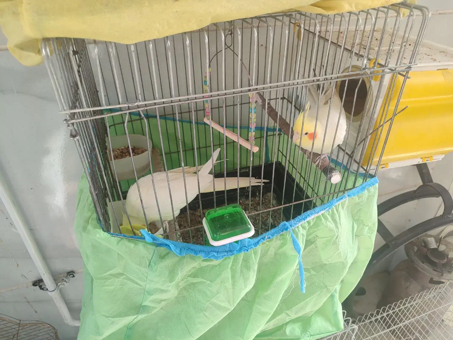 فروش یا معاوضه طوطی عروس|پرنده|محمدیه-قزوین, |دیوار