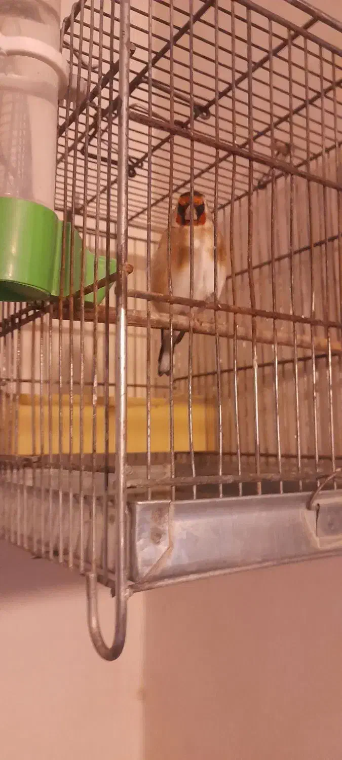 سهر نر جوجه قفس|پرنده|ملارد, |دیوار