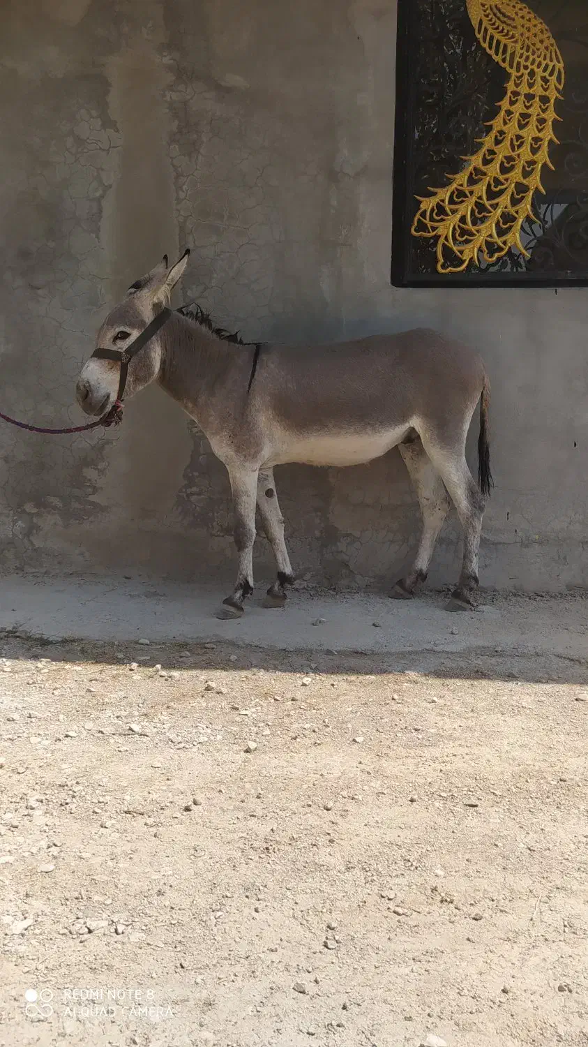 الاغ|حیوانات مزرعه|لوداب, |دیوار