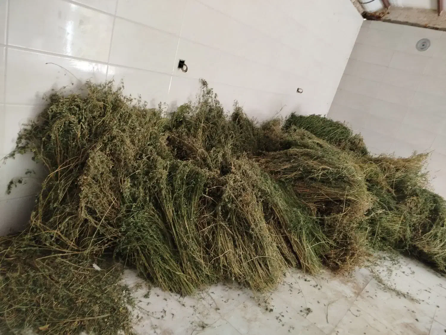 یونجه دست چین خالص|حیوانات مزرعه|مرند, |دیوار