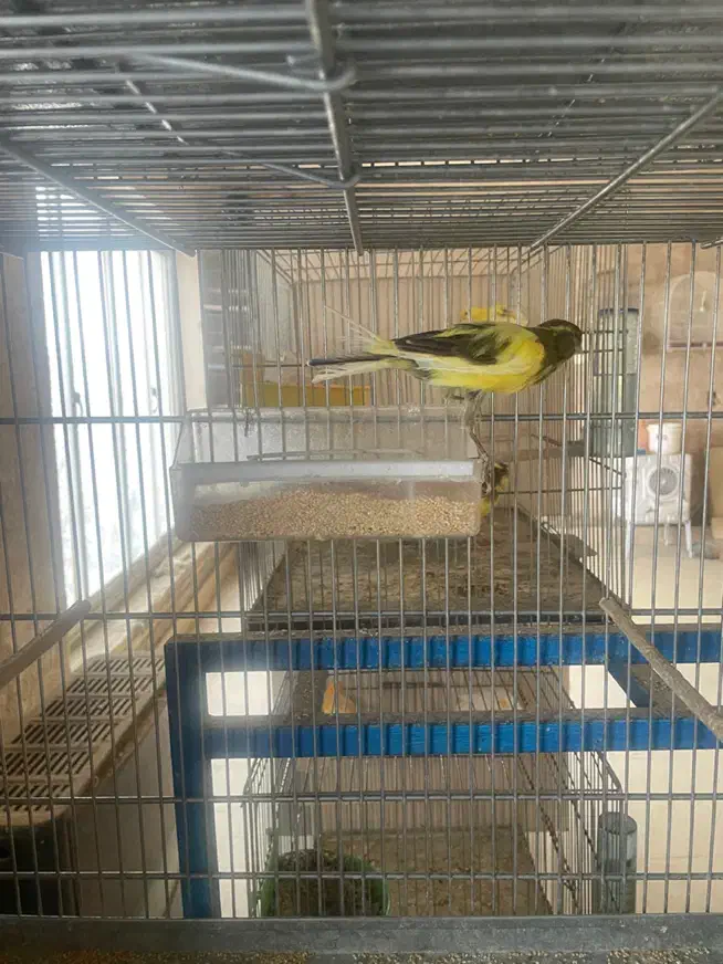 قناری نر|پرنده|تفت, |دیوار