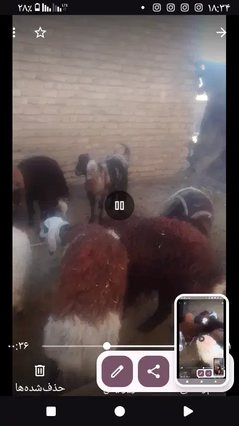 حیوانات مزرعه|حیوانات مزرعه|سلامی, |دیوار