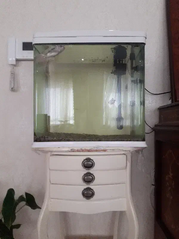 آکواریوم|ماهی|اردبیل, |دیوار