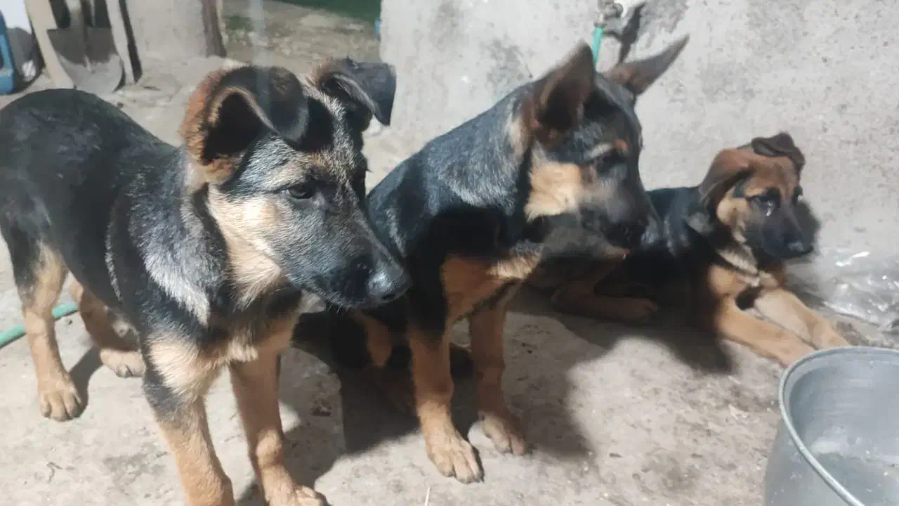 ژرمن شپرد|سگ|رشت, حومه رشت|دیوار