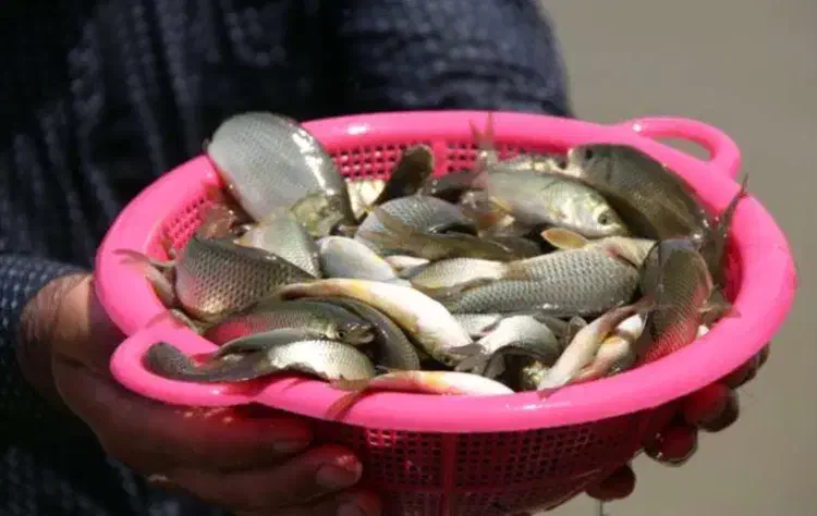 بچه ماهی آمور و کپور آزاد بیکهد|ماهی|سرخرود, |دیوار