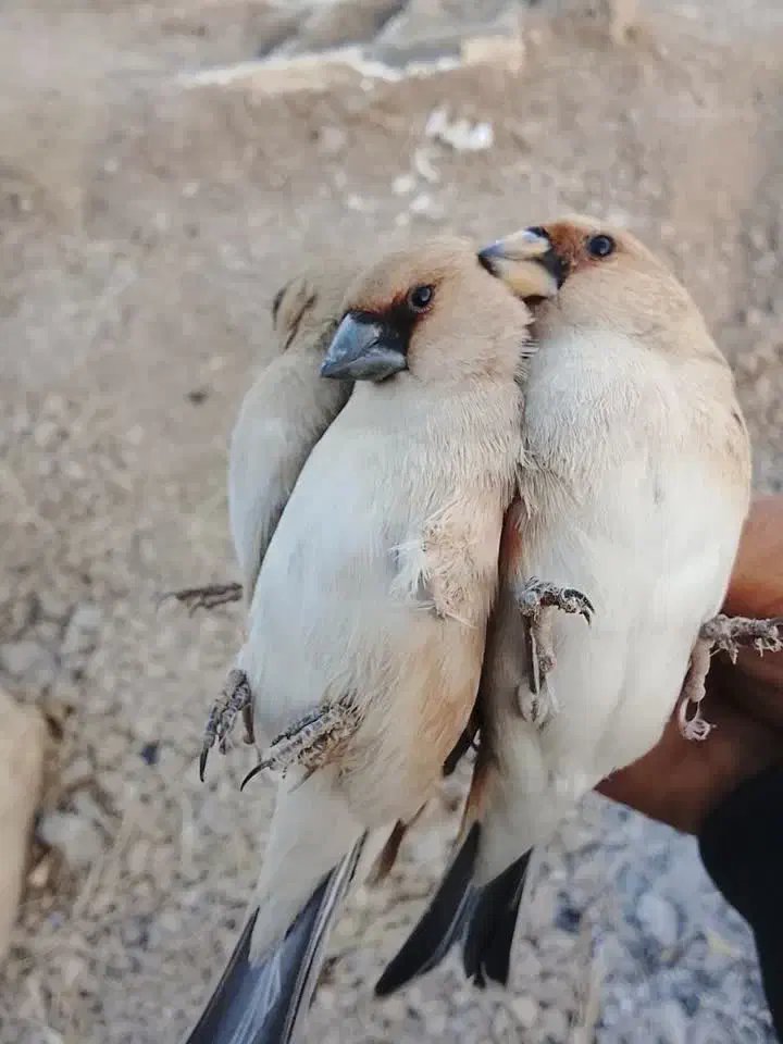 سهره|پرنده|خمینی‌شهر, |دیوار