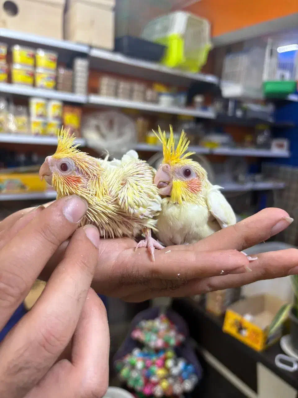 طوطی عروس هلندی های سرلاکی انواع رنگ سینه پر ودرشت|پرنده|قائمشهر, |دیوار