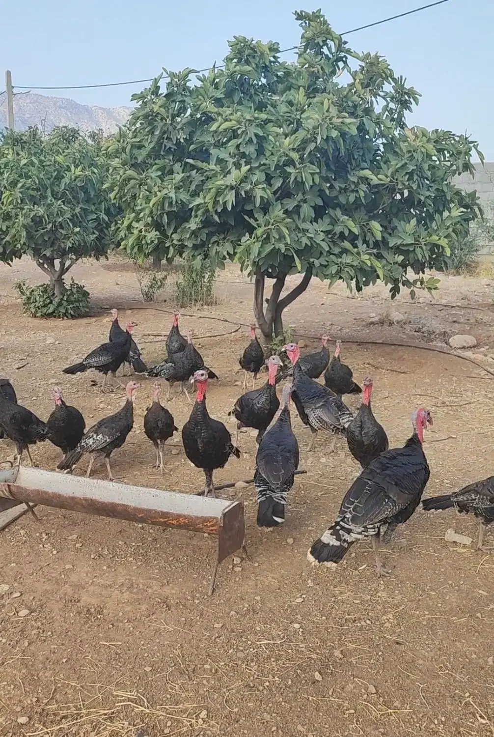 بوقلمون برنز آمریکایی|حیوانات مزرعه|قلعه ممبی, |دیوار