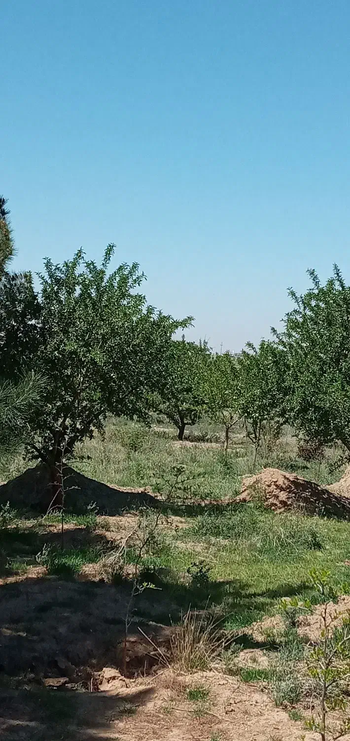 باغسندتکبرگ آبکشاورزی برق،سهیلیه،زعفرانیه،زکی آباد|فروش زمین و ملک کلنگی|کرج, فاز ۲ مهرشهر|دیوار
