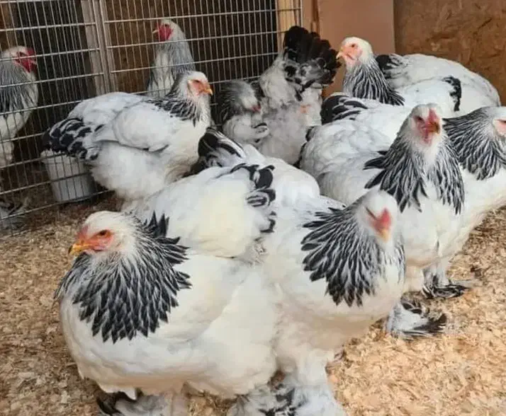 تخم نطفه دار برهما|حیوانات مزرعه|پاکدشت, پاکدشت (مامازند)|دیوار