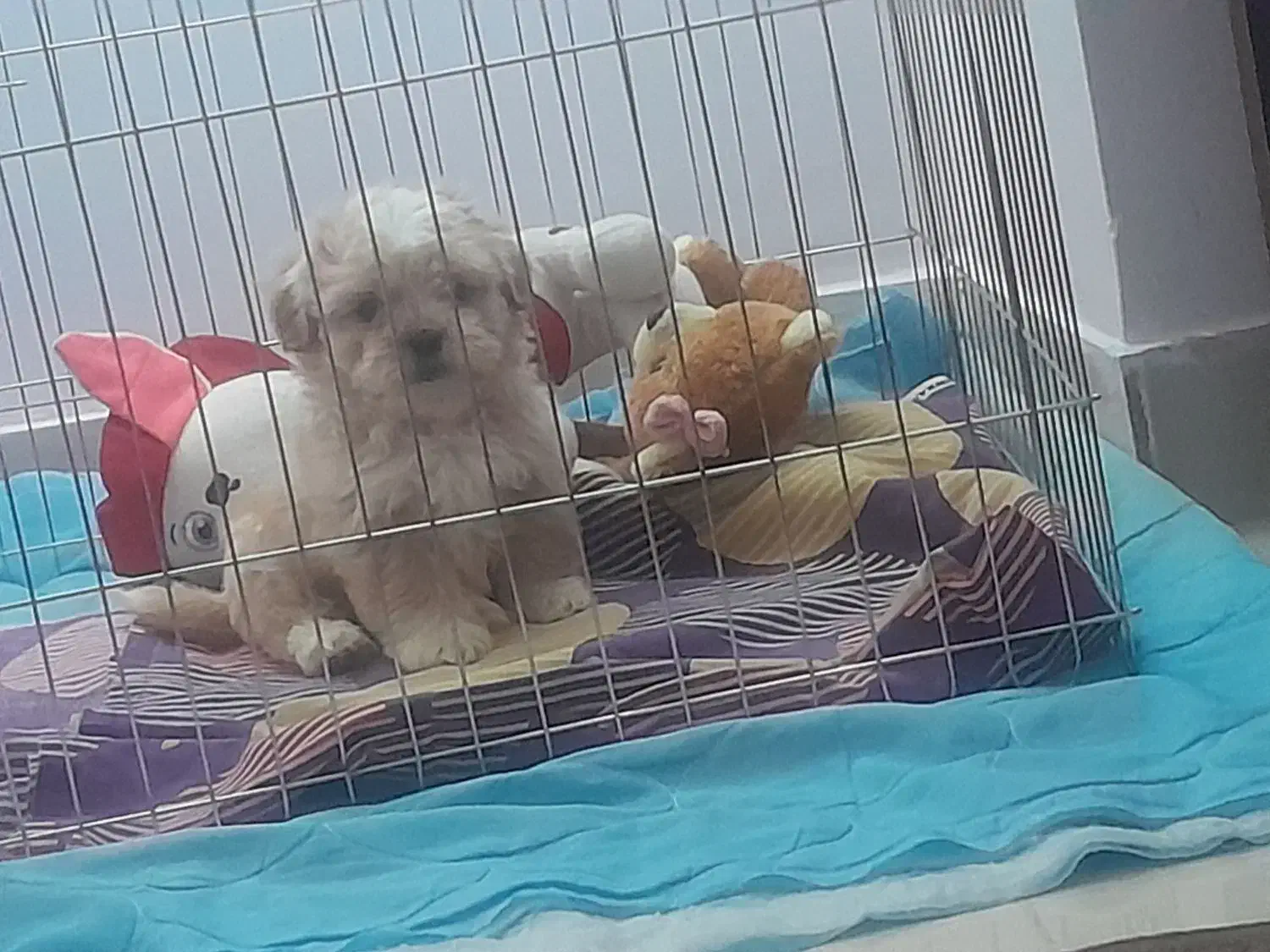 سگ پودل عروسکی|سگ|سمنان, |دیوار