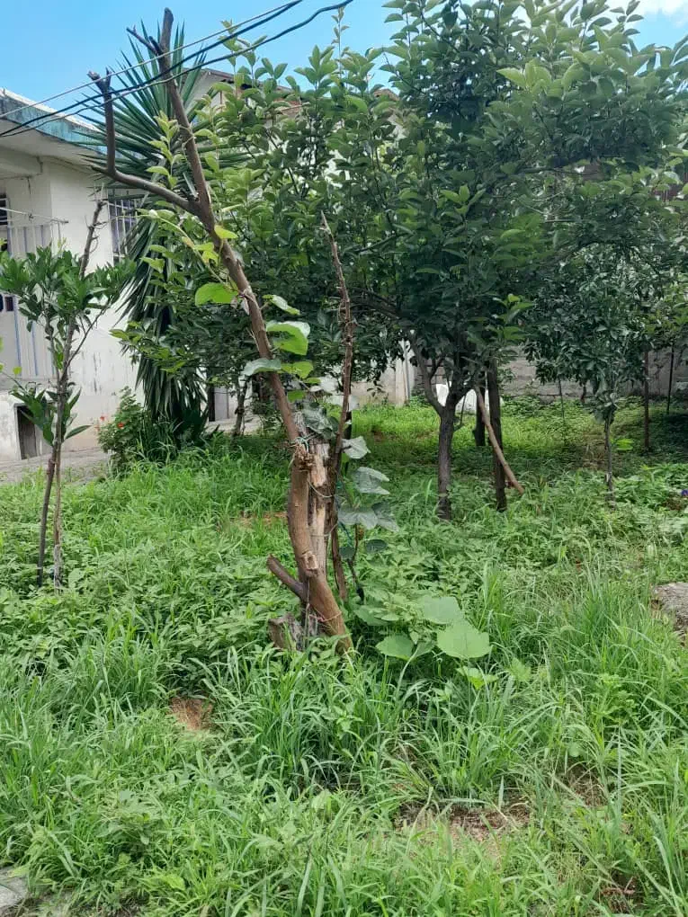 فروش  زمین به متراژ ۳۲۰ متر|فروش زمین و ملک کلنگی|تالش, هشتپر|دیوار