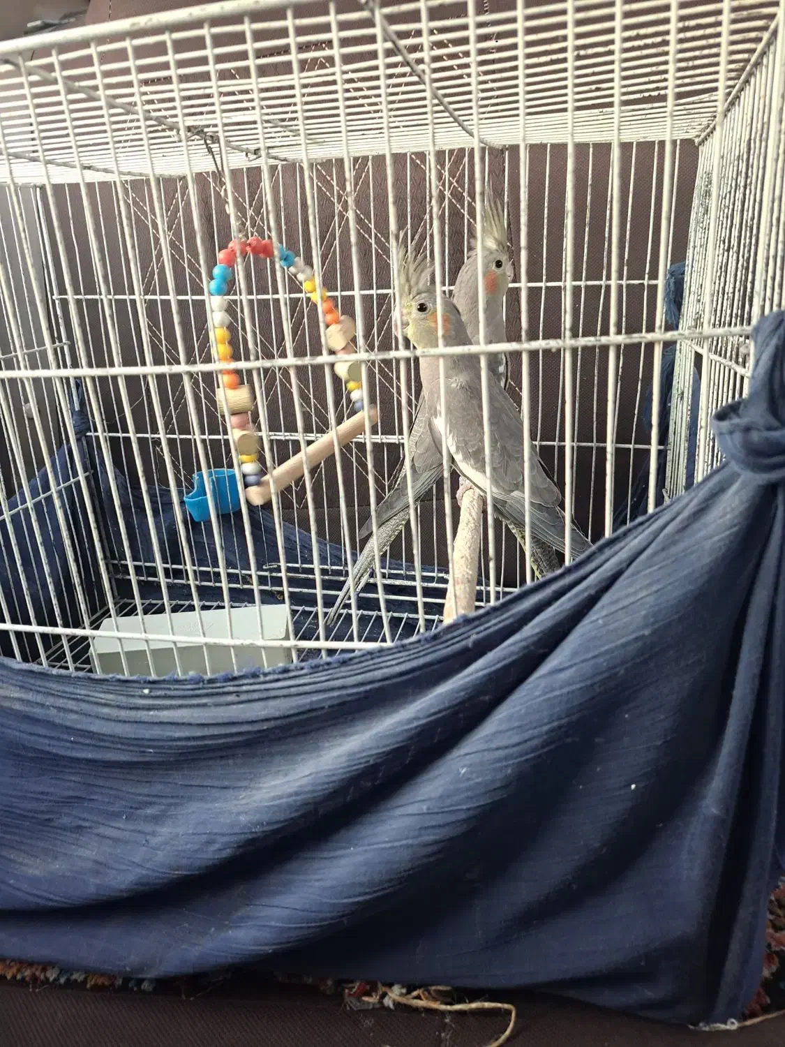 یک جفت عروس هلندی نر و ماده|پرنده|قم, زاویه|دیوار