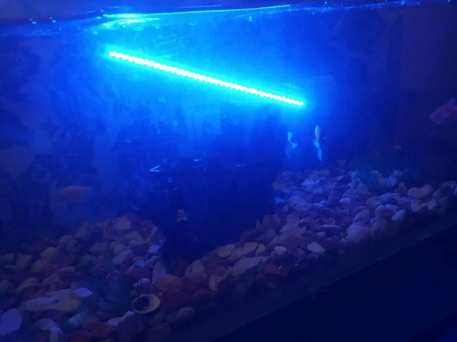 ماهی|ماهی|فولادشهر, B2|دیوار