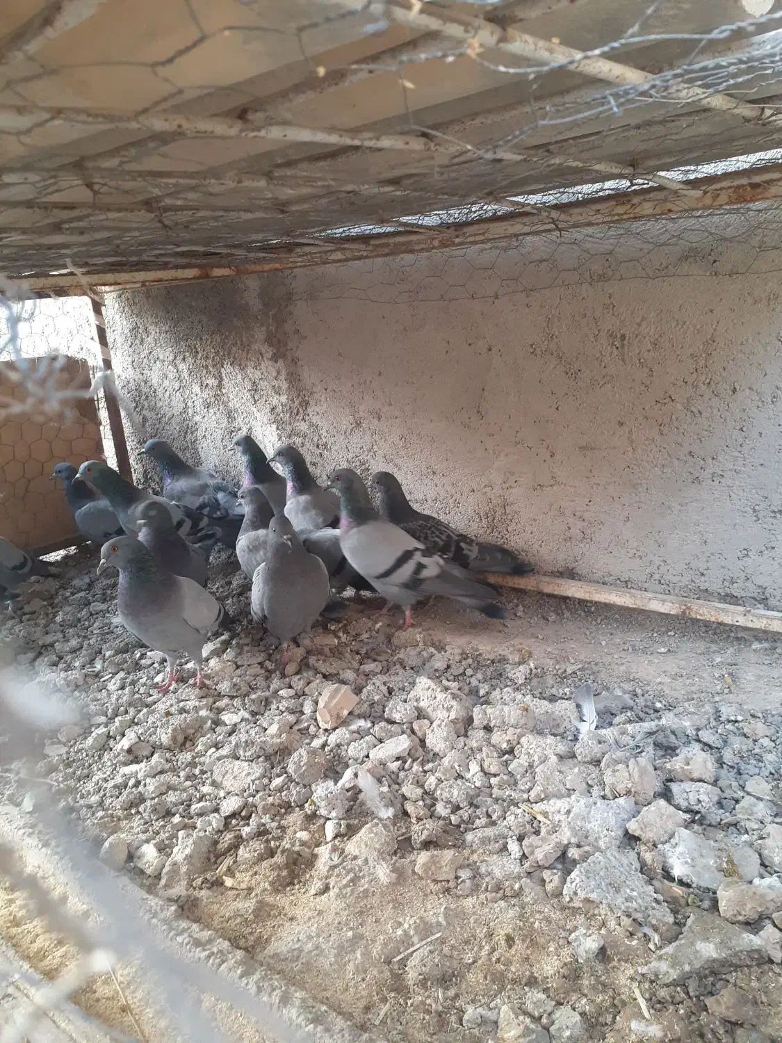 کبوترسبز|پرنده|گنبد کاووس, |دیوار