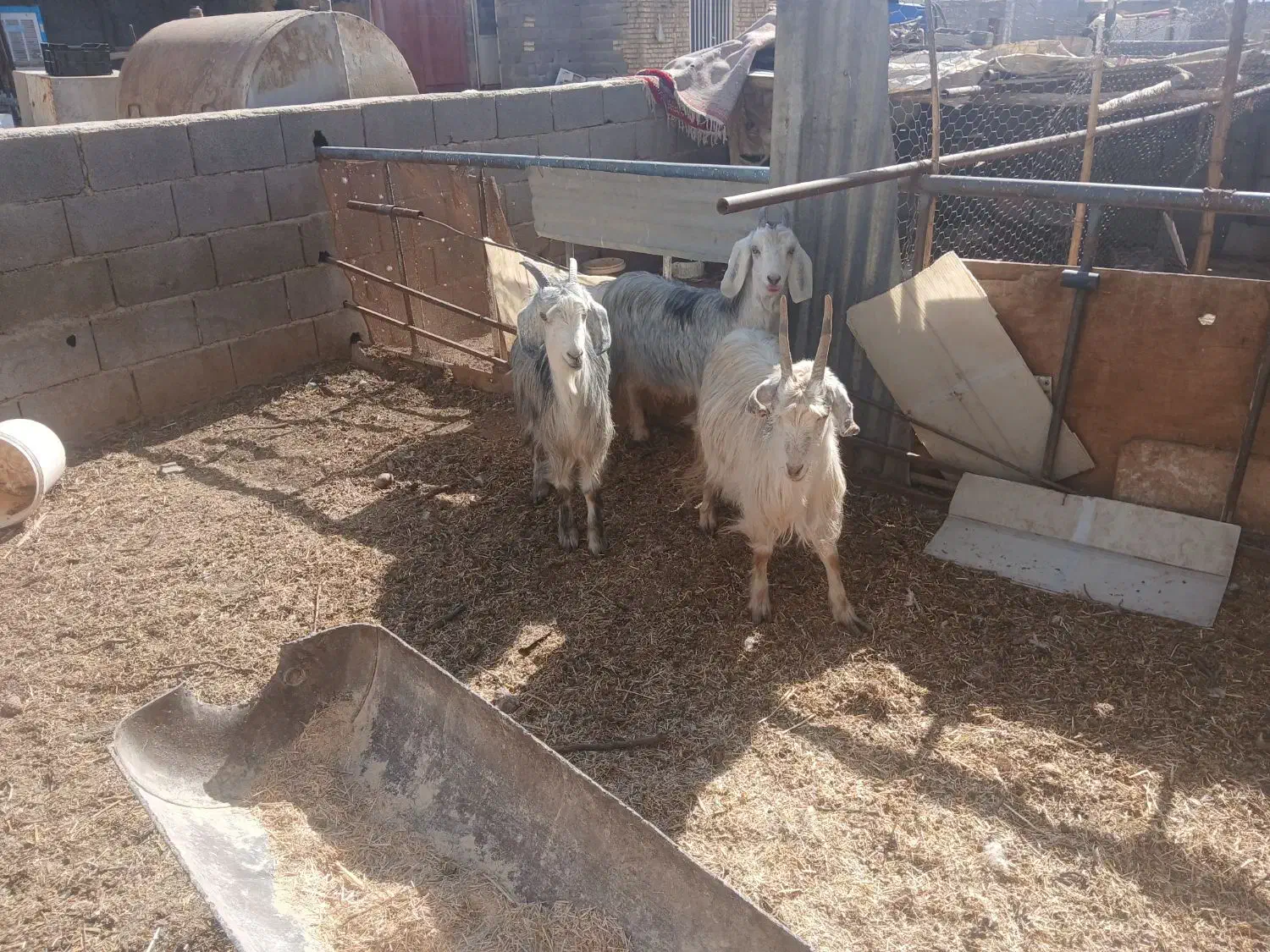 میش بره بز|حیوانات مزرعه|اصفهان, سرشبادران|دیوار