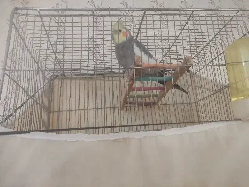 عروس هلندی|پرنده|ملایر, |دیوار