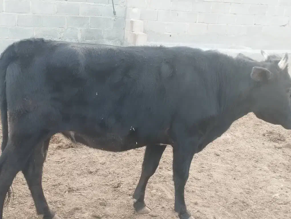 نوبر چاق گوساله ماده|حیوانات مزرعه|زرین دشت (فارس), |دیوار